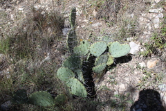 Opuntia dulcis