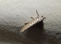 Yponomeuta fumigatus