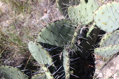 Opuntia dulcis