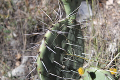 Opuntia dulcis