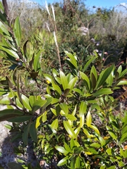 Persea humilis image