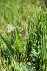 Cirsium simplex