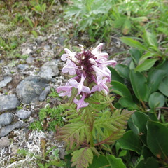 Pedicularis chamissonis
