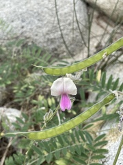 Tephrosia palmeri