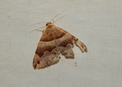 Dysgonia torrida