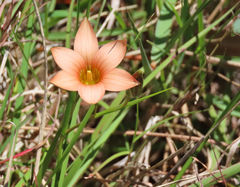Romulea longipes