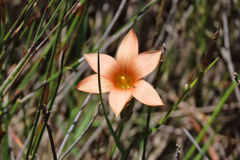 Romulea longipes