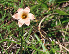 Romulea longipes