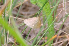 Psammotis pulveralis