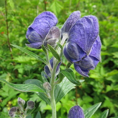 Aconitum maximum