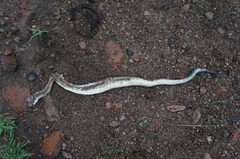 Crotalus molossus nigrescens