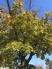 Acer