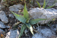 Agave asperrima