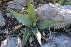 Agave asperrima