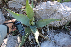 Agave asperrima