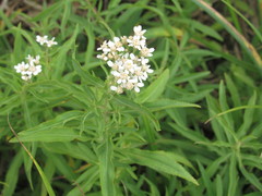 Achillea salicifolia