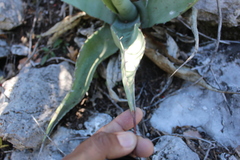 Agave asperrima