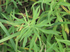 Achillea salicifolia