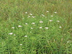 Achillea salicifolia