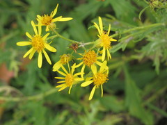Jacobaea grandidentata