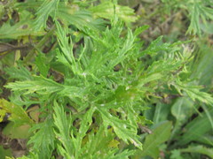 Jacobaea grandidentata