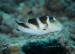 Canthigaster coronata