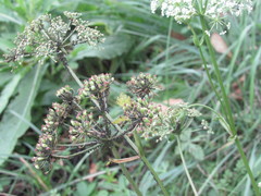 Ostericum palustre