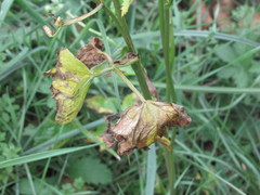 Ostericum palustre