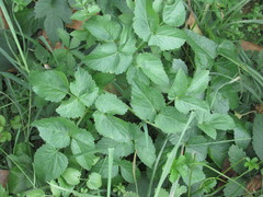 Ostericum palustre