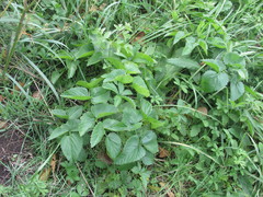 Ostericum palustre