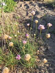 Armeria maritima californica