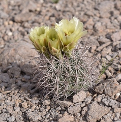 Echinomastus johnsonii lutescens