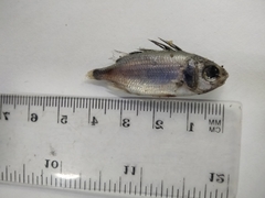 Neoniphon suborbitalis