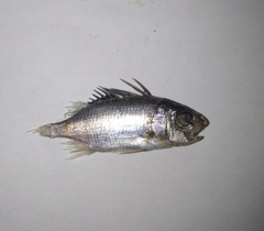 Neoniphon suborbitalis