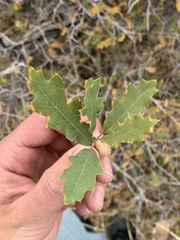 Quercus × pauciloba