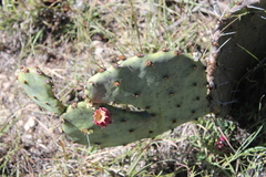 Opuntia dulcis