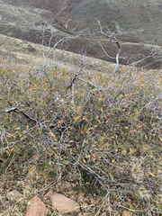 Quercus × pauciloba