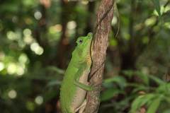 Lyriocephalus scutatus