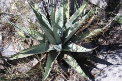 Agave asperrima