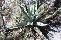 Agave asperrima