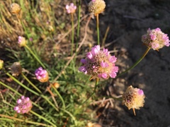 Armeria maritima californica