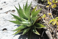 Agave gentryi