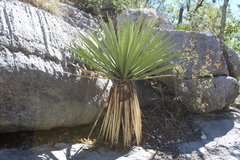 Yucca carnerosana