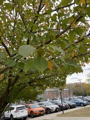 Zelkova serrata