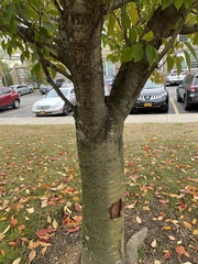 Zelkova serrata