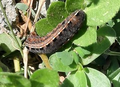 Spodoptera
