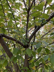 Zelkova serrata
