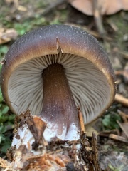 Rhodocollybia asema