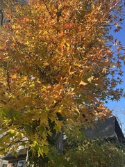 Liquidambar styraciflua