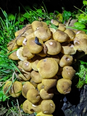 Armillaria mellea